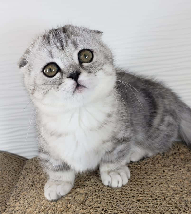 Munchkin Cat 桌布 壁紙 — 一隻毛茸茸的銀色虎斑蘇格蘭摺耳貓，有著大大的綠色眼睛，警覺地坐在一張有紋理的地毯上，背景是白色牆壁。