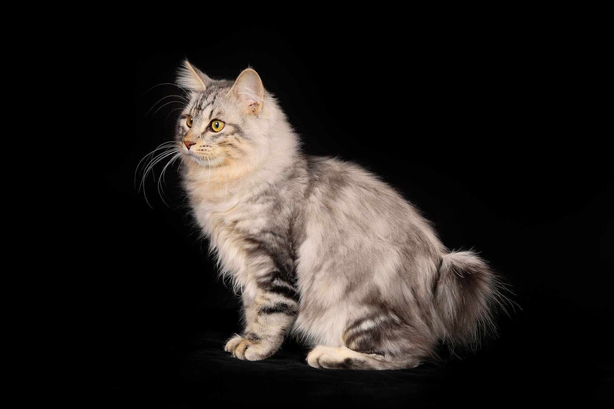 Kurilian Bobtail 桌布 壁紙 — 一隻毛茸茸的銀色虎斑貓，擁有引人注目的黃色眼睛，坐在黑色背景前。