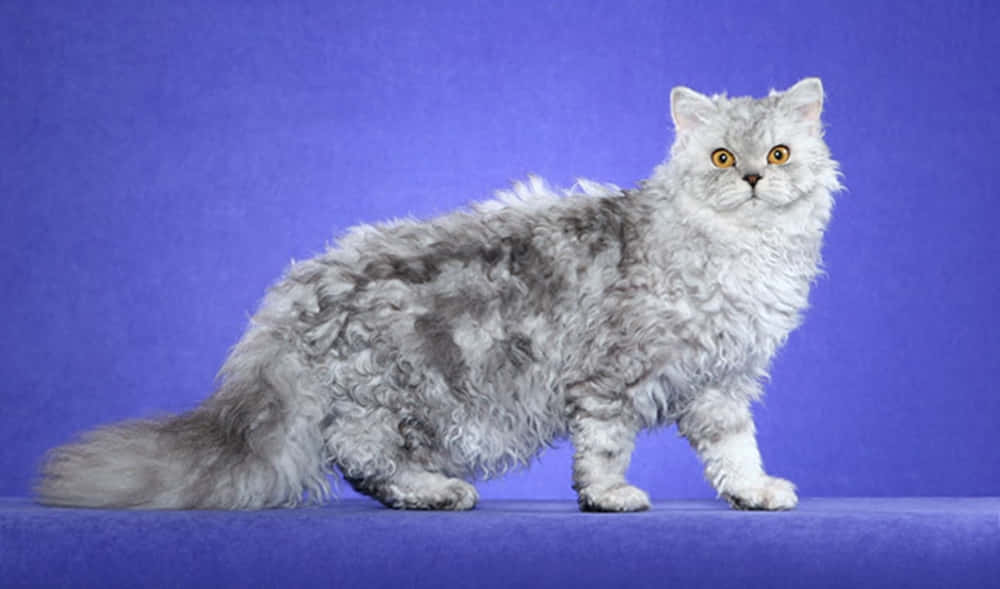 Selkirk Rex 桌布 壁紙 — 一隻毛茸茸的銀色貓咪，有著明亮的橙色眼睛，警覺地站在純紫色背景前。