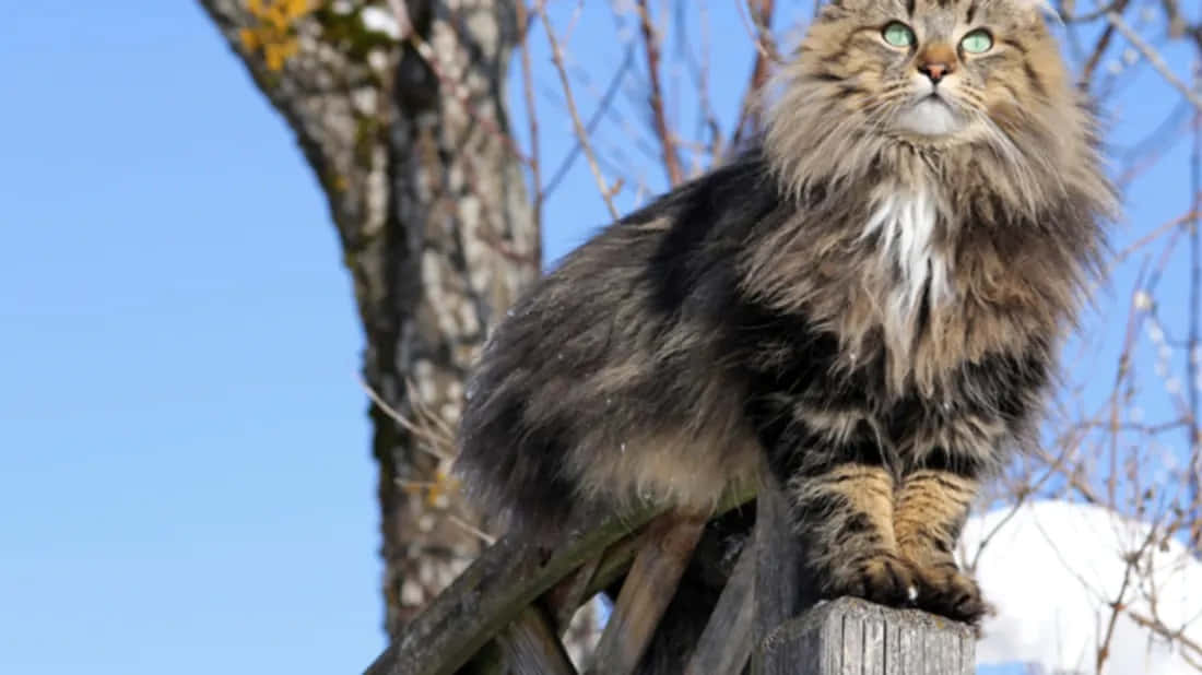 Norwegian Forest Cat 桌布 壁紙 — 一隻毛茸茸的長毛貓，擁有引人注目的綠色眼睛，棲息在木籬笆柱上，背景是晴朗的藍天和光禿禿的樹枝。