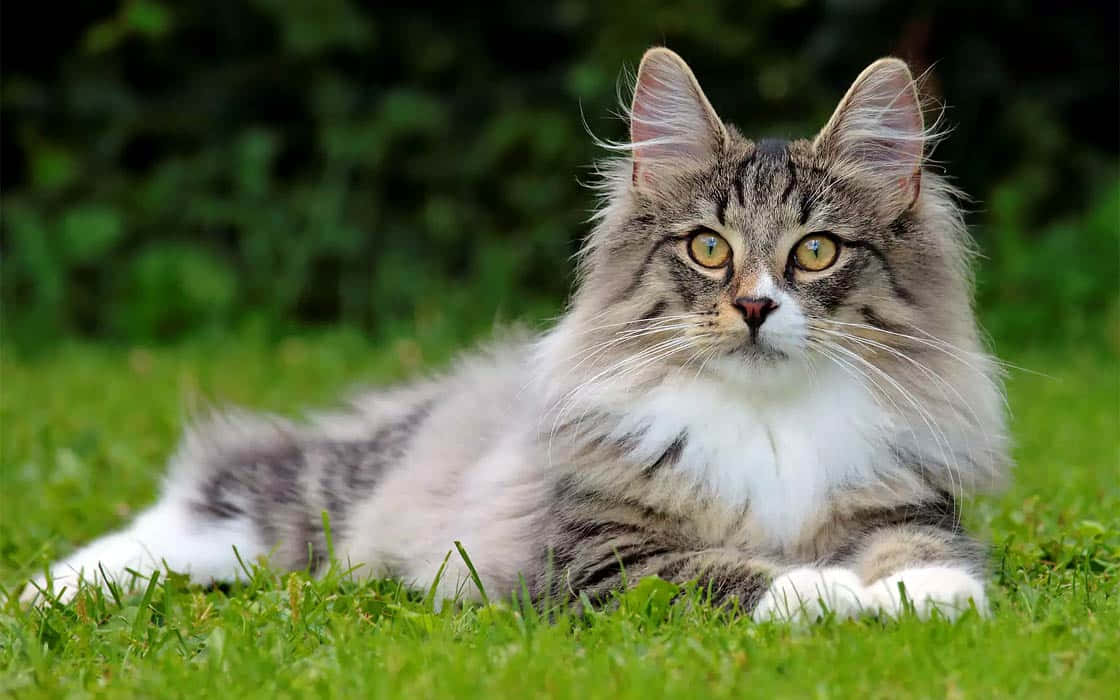 Norwegian Forest Cat 桌布 壁紙 — 一隻毛茸茸的長毛貓，有著引人注目的黃色眼睛，在自然光下警覺地躺在鮮綠色的草地上休息。
