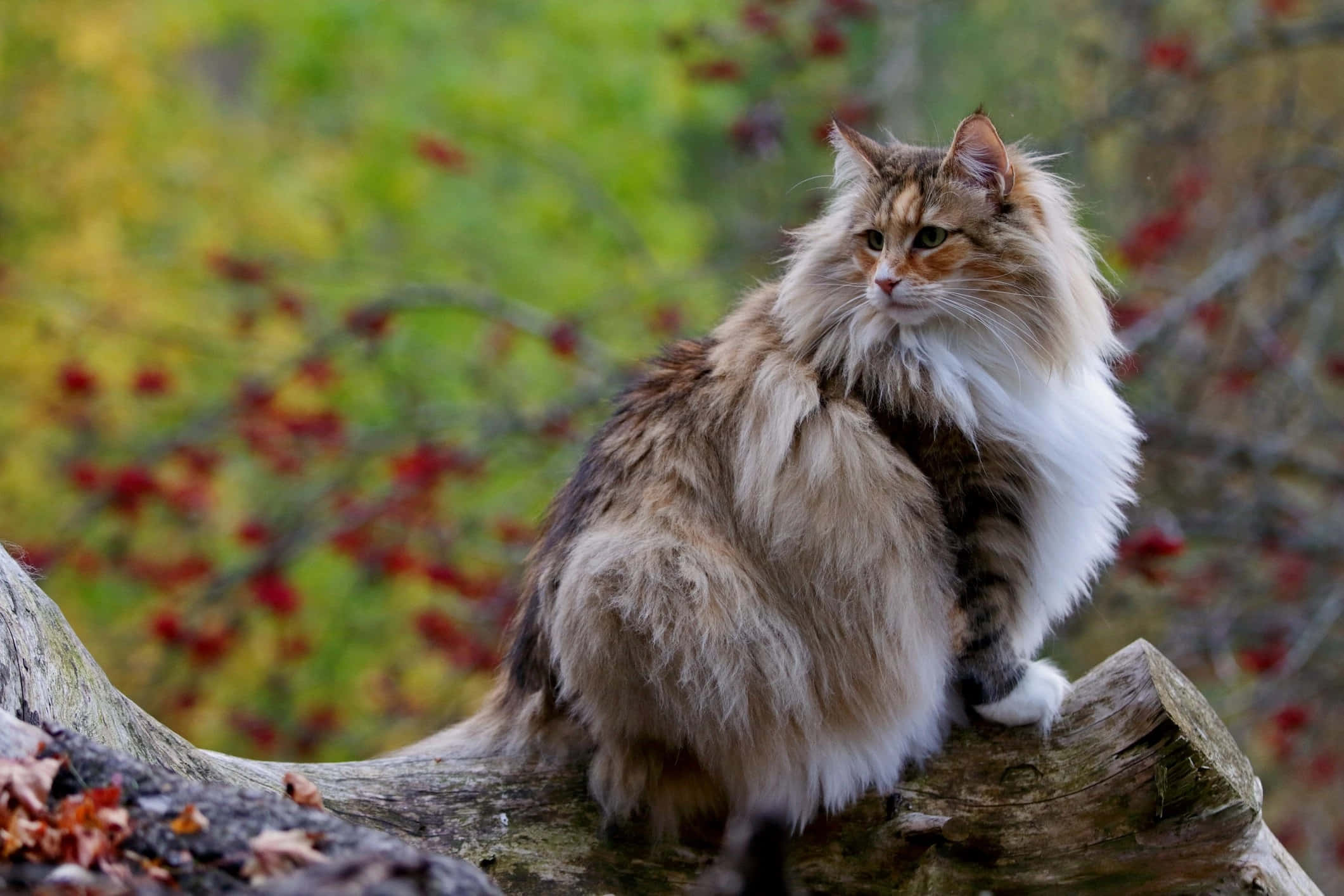 Norwegian Forest Cat 桌布 壁紙 — 一隻毛茸茸的長毛貓，白色胸口和棕色虎斑紋，威風凜凜地坐在風化的樹樁上，周圍是秋天的落葉。