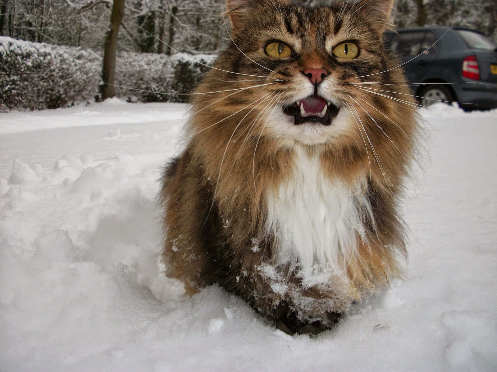 Norwegian Forest Cat 桌布 壁紙 — 一隻毛茸茸的長毛貓，黃色眼睛，在雪地庭院中，背景有汽車，發出攻擊性的嘶嘶聲。