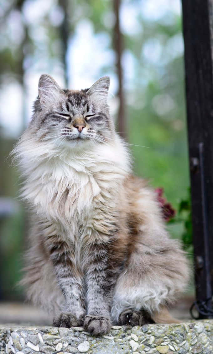 Siberian Cat 桌布 壁紙 — 一隻毛茸茸的長毛貓閉著眼睛，寧靜地坐在戶外的石檯上，周圍是柔軟的綠色樹葉。