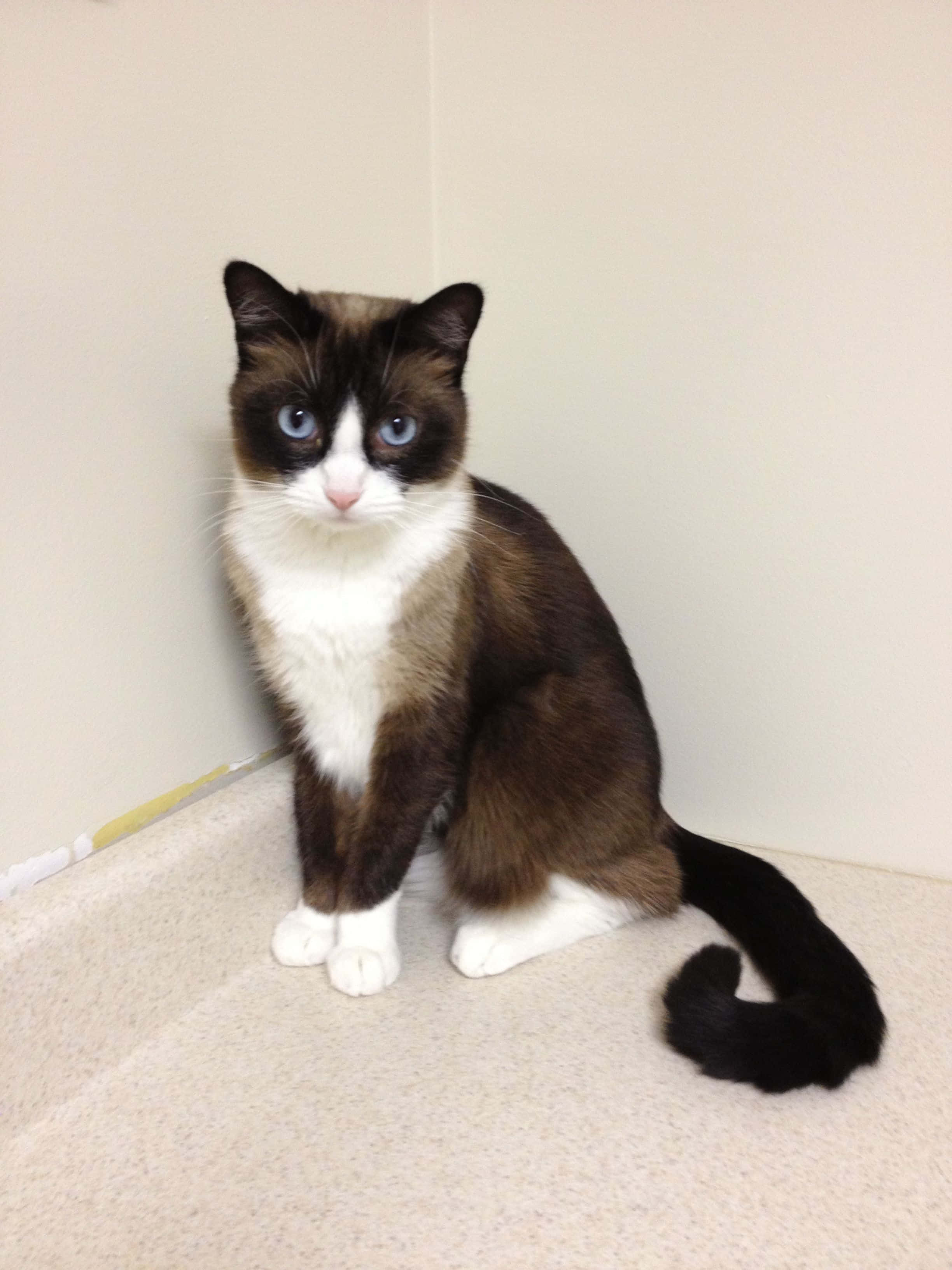 Snowshoe Cat 桌布 壁紙 — 一隻毛茸茸的雪鞋貓，擁有引人注目的藍色眼睛，坐在米色地毯的角落，直視鏡頭。