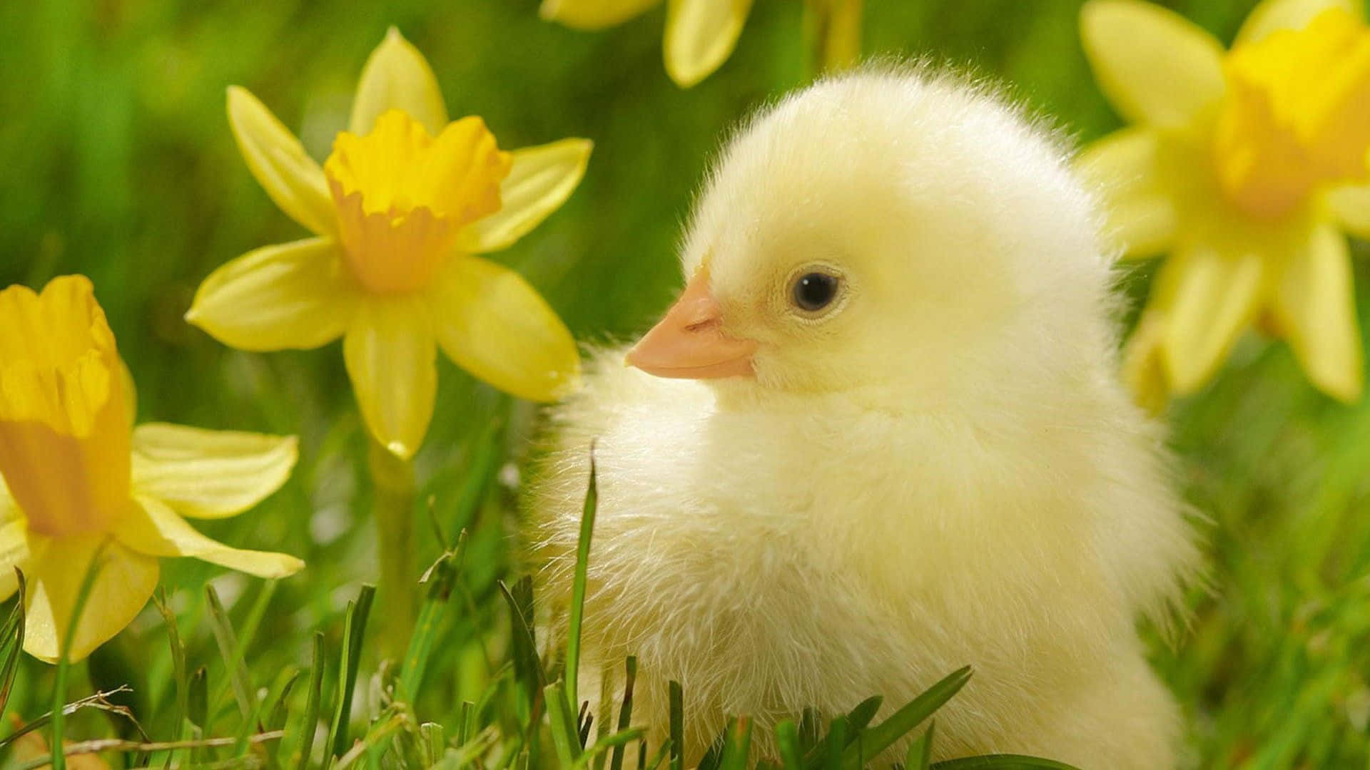 Cute Duck 桌布 壁紙 — 一隻毛茸茸的黃色小雞坐在充滿活力的綠色草地上，周圍盛開著黃色的水仙花。