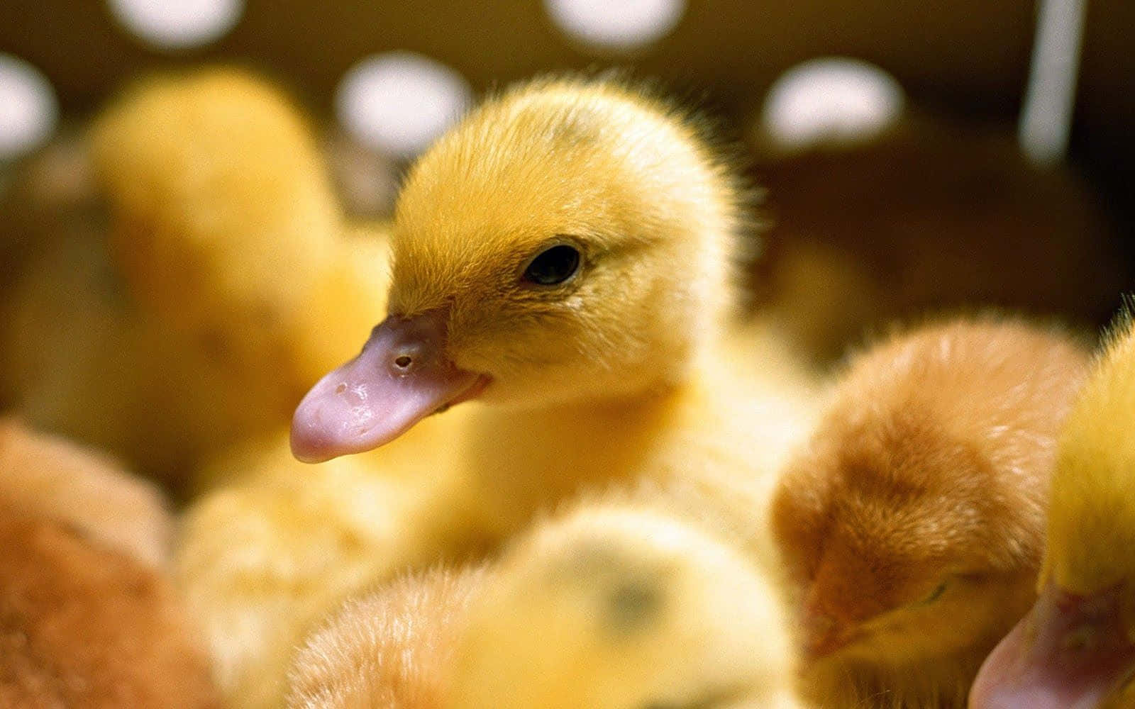 Cute Duck 桌布 壁紙 — 一隻毛茸茸的黃色小鴨，粉紅色喙，在木箱中與兄弟姐妹依偎在一起的近距離特寫。