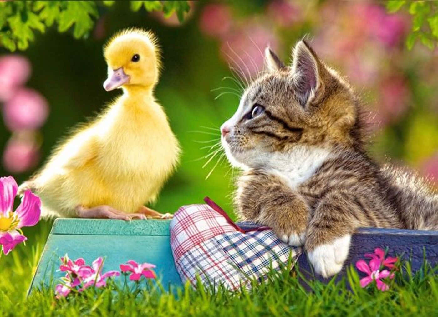 animals 桌布 壁紙 — 一隻毛茸茸的黃色小鴨和一隻虎斑小貓並肩坐在陽光花園裏的木箱上，周圍有粉紅色的花朵。