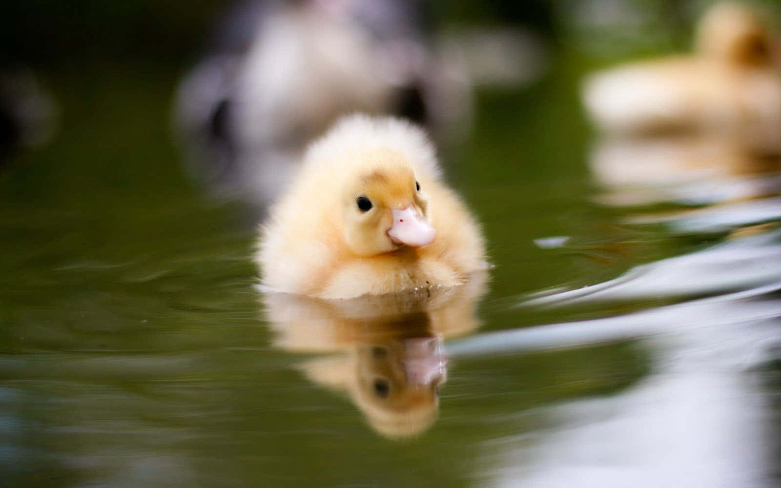 Cute Duck 桌布 壁紙 — 一隻毛茸茸的黃色小鴨在平靜的綠色水中游泳，下方倒映著它的倒影。