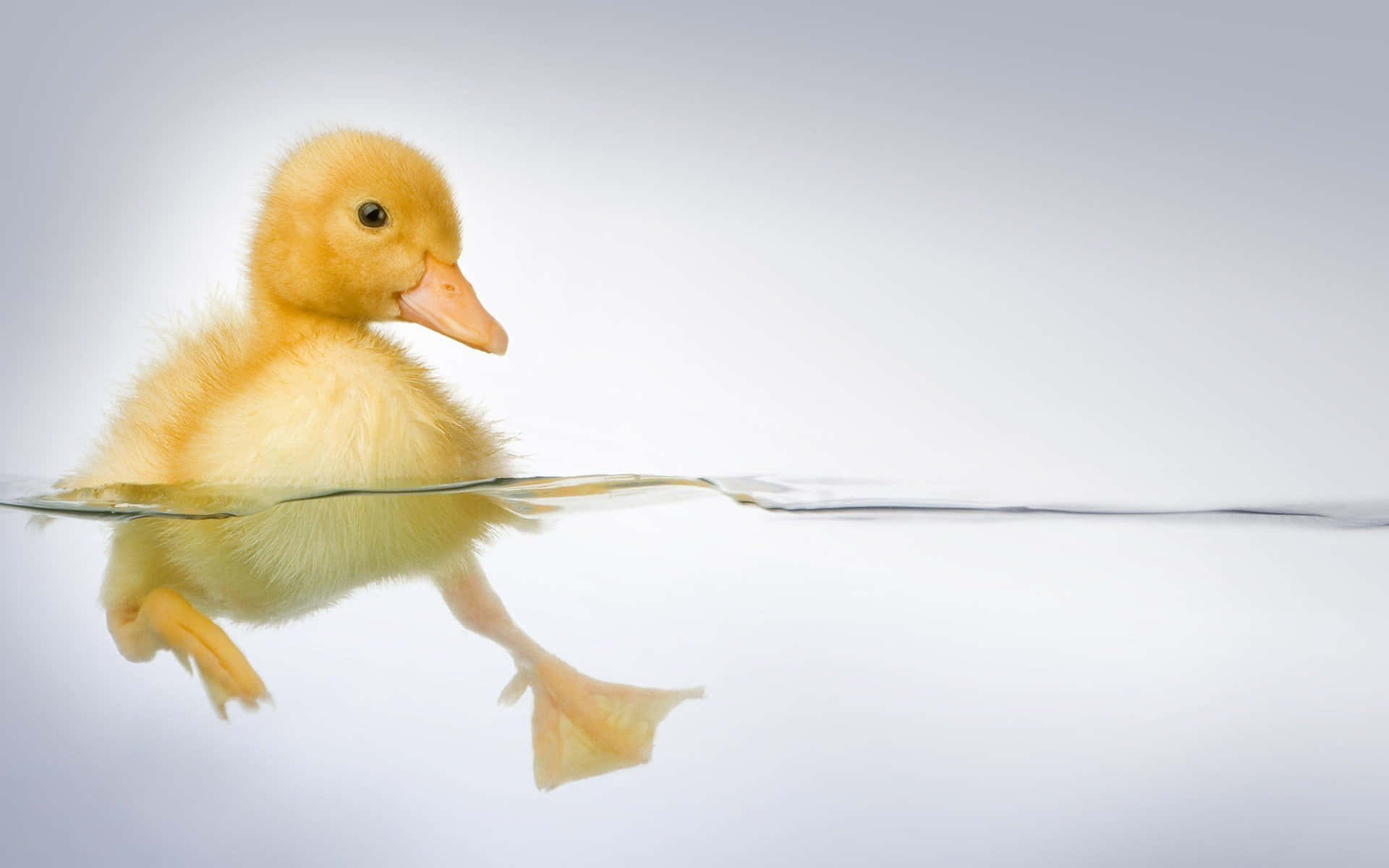 Cute Duck 桌布 壁紙 — 一隻毛茸茸的黃色小鴨在清澈的水中平靜地游動，其倒影完美地映照在柔和的白色背景上。