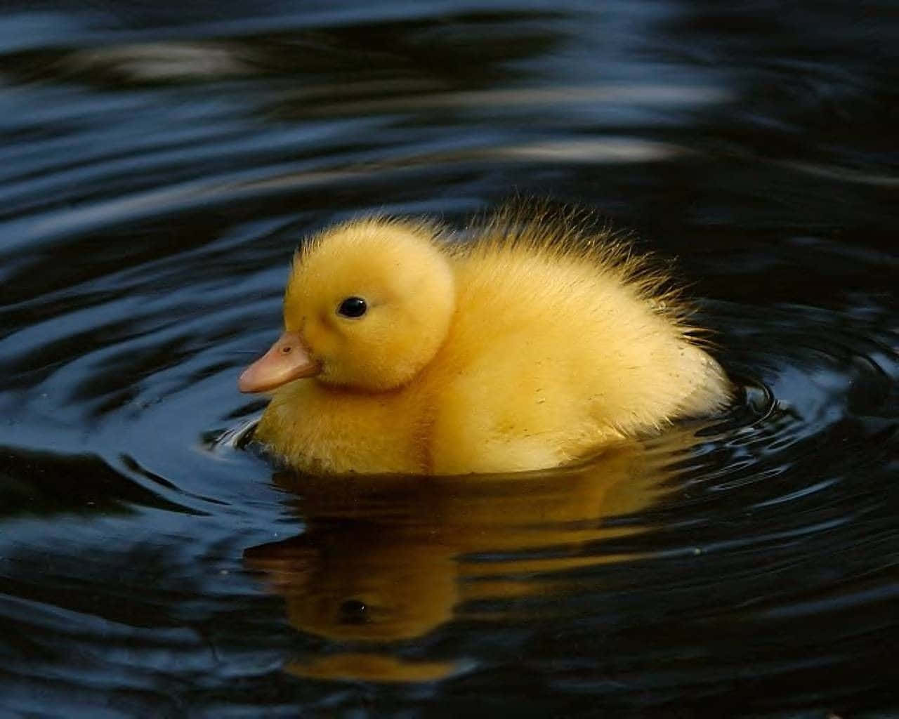 Cute Duck 桌布 壁紙 — 一隻毛茸茸的黃色小鴨在黑暗的漣漪水面上平靜地游動，倒影清晰可見。