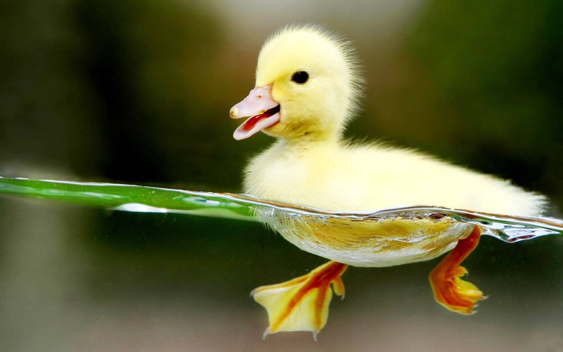 Duck 桌布 壁紙 — 一隻毛茸茸的黃色小鴨張開喙，蹼足在水下清晰可見，靠近一片綠草葉游動。