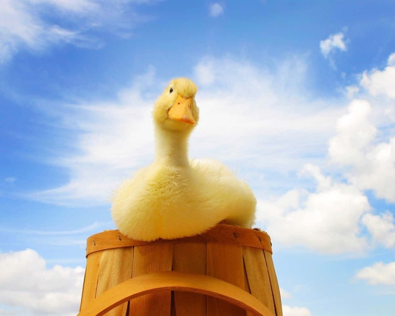 Cute Duck 桌布 壁紙 — 一隻毛茸茸的黃色小鴨棲息在一個木桶上，背景是明亮的藍天和散落的白色雲朵。