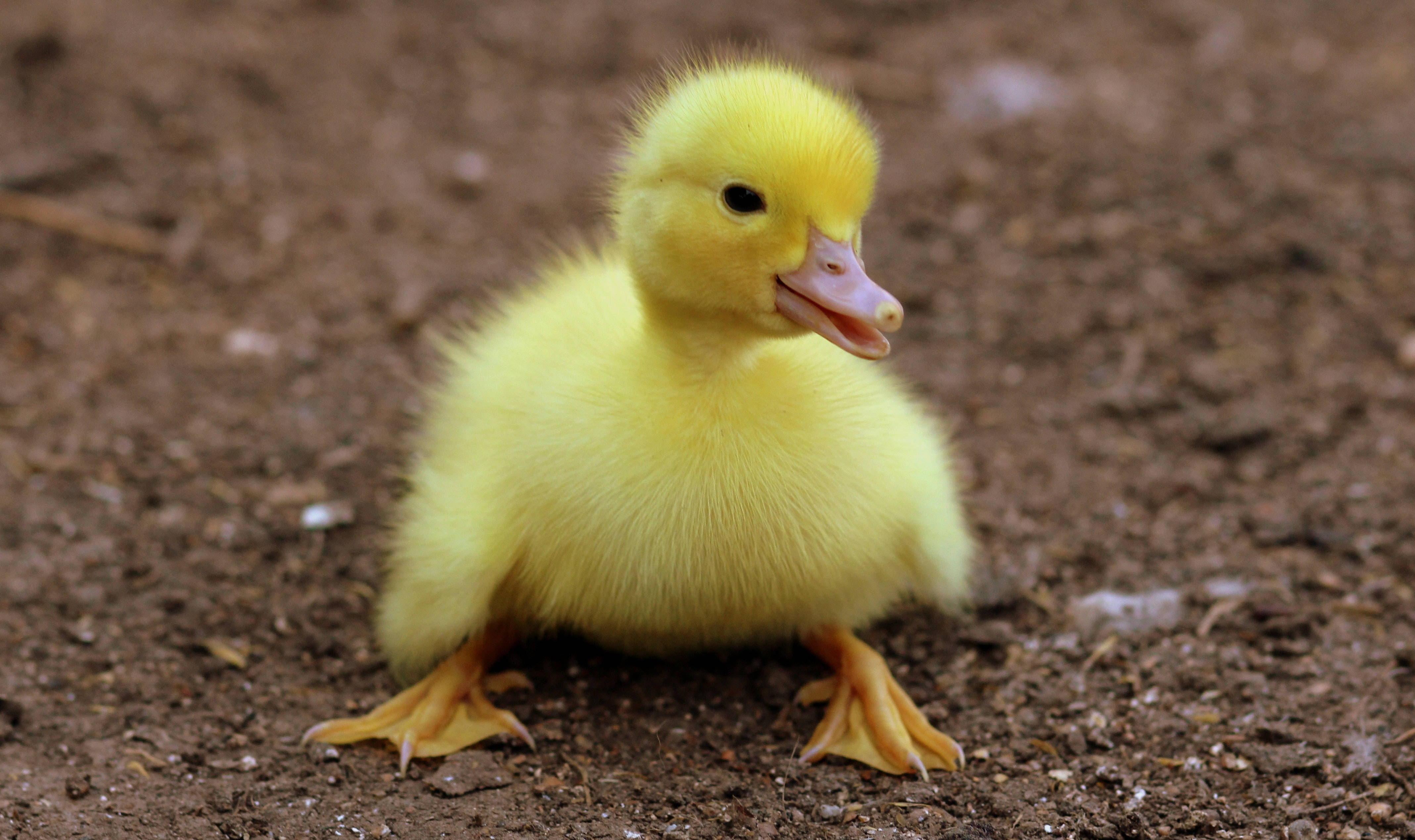 Duck 桌布 壁紙 — 一隻毛茸茸的黃色小鴨站在泥土地上，嘴巴微微張開。