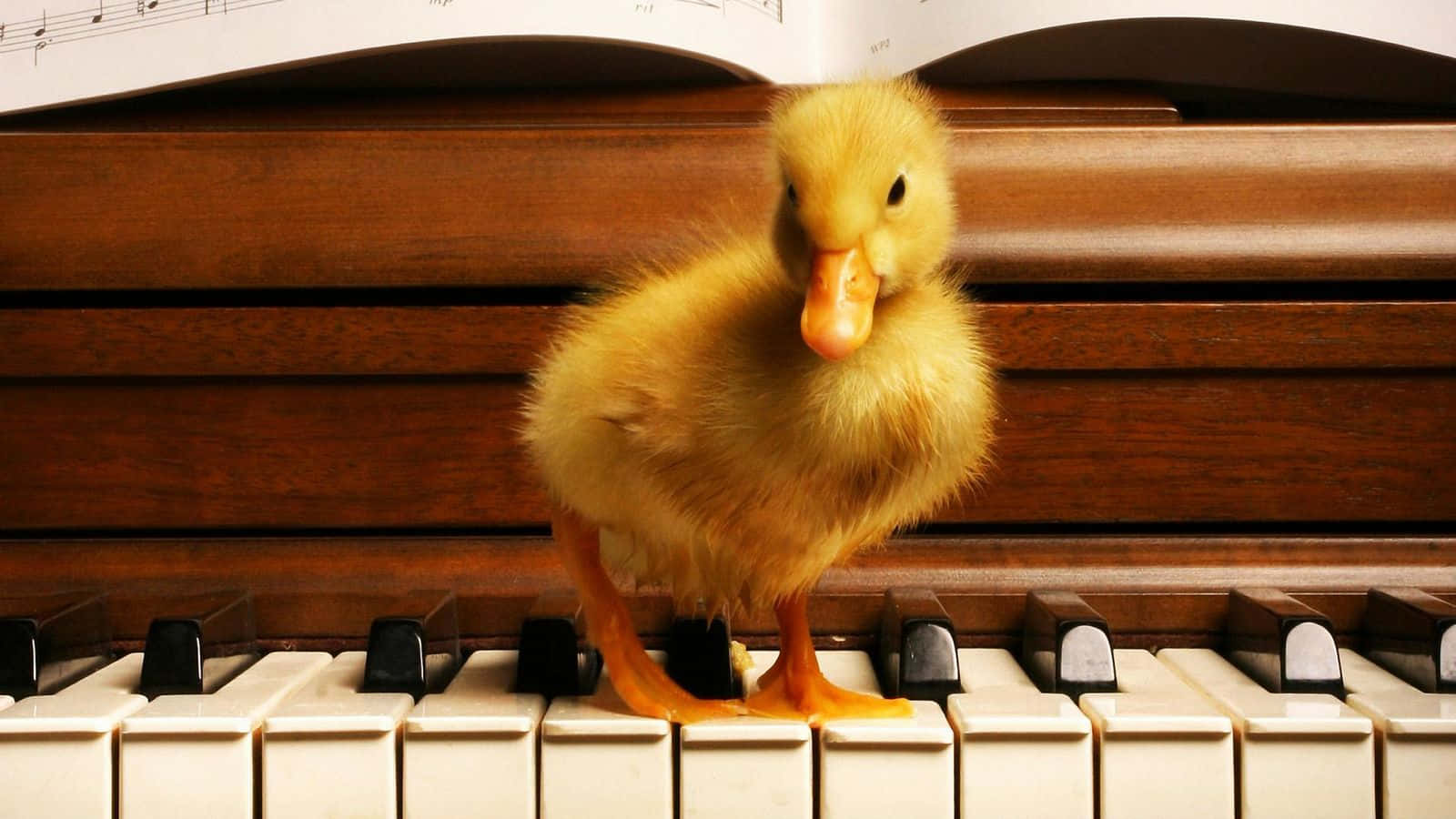 Cute Duck 桌布 壁紙 — 一隻毛茸茸的黃色小鴨站在鋼琴鍵上，背景有樂譜。