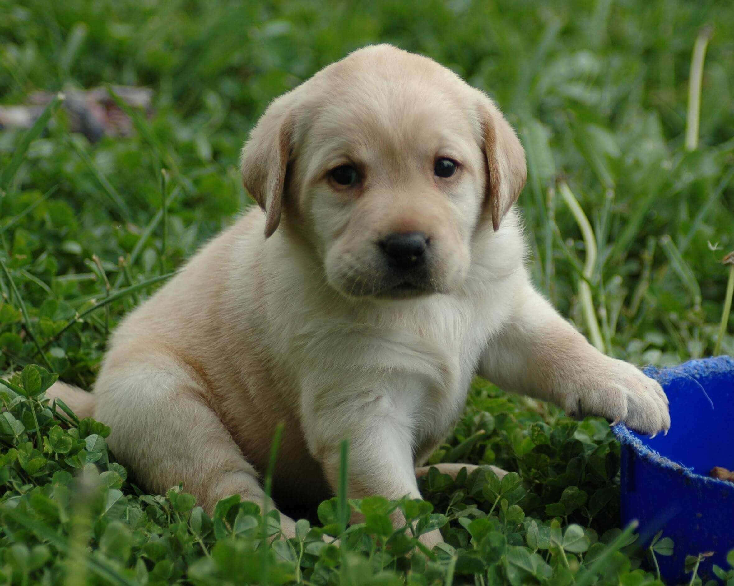 Puppy Dog 桌布 壁紙 — 一隻毛茸茸的黃色拉布拉多幼犬坐在茂密的綠色草地上，旁邊有一個藍色水桶，好奇地看著相機。