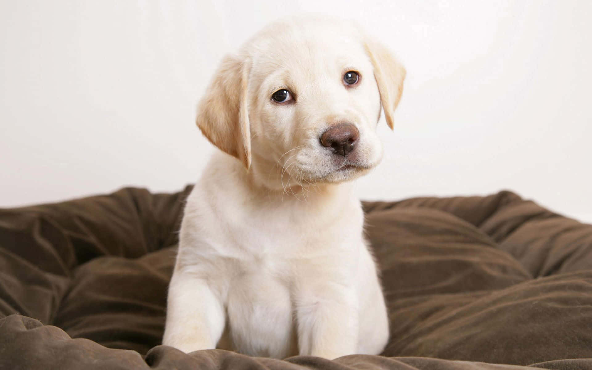 Yellow Labrador 桌布 壁紙 — 一隻毛茸茸的黃色拉布拉多幼犬警覺地坐在棕色坐墊上，背景是純白色。