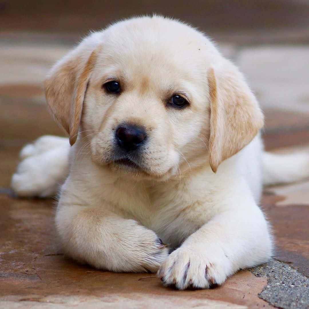 Puppy Dog 桌布 壁紙 — 一隻毛茸茸的黃色拉布拉多幼犬躺在石頭庭院上，背景柔和，目光溫柔。