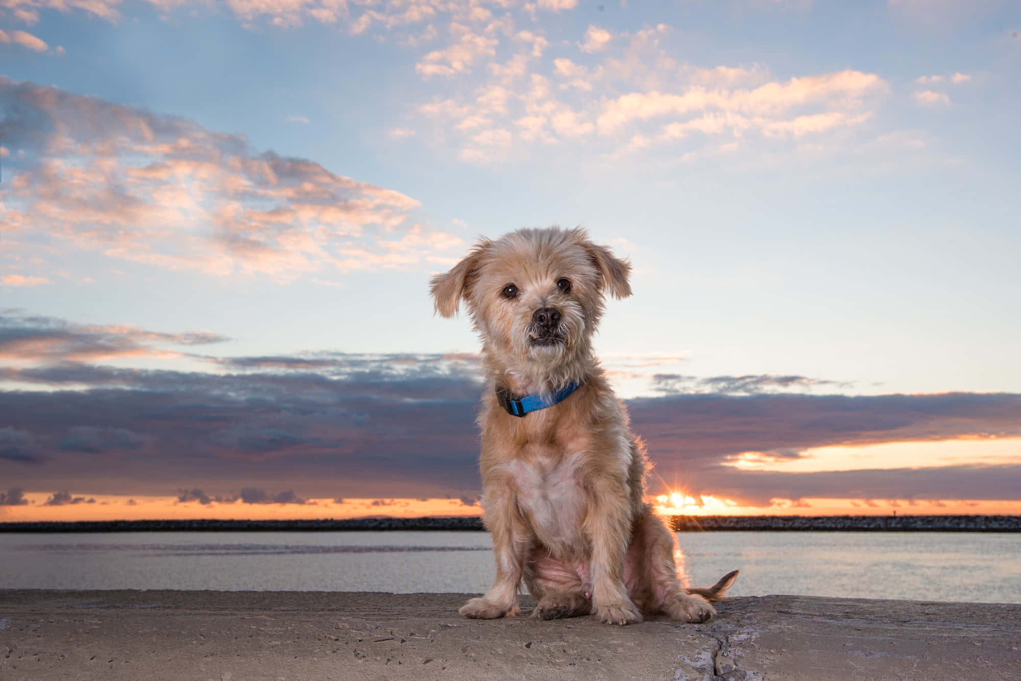 Beach Dog 桌布 壁紙 — 一隻毛茸茸的黃褐色狗戴著藍色項圈，專注地坐在混凝土碼頭上，太陽在水面後落下，在天空中投射出溫暖的橙色和粉紅色調。