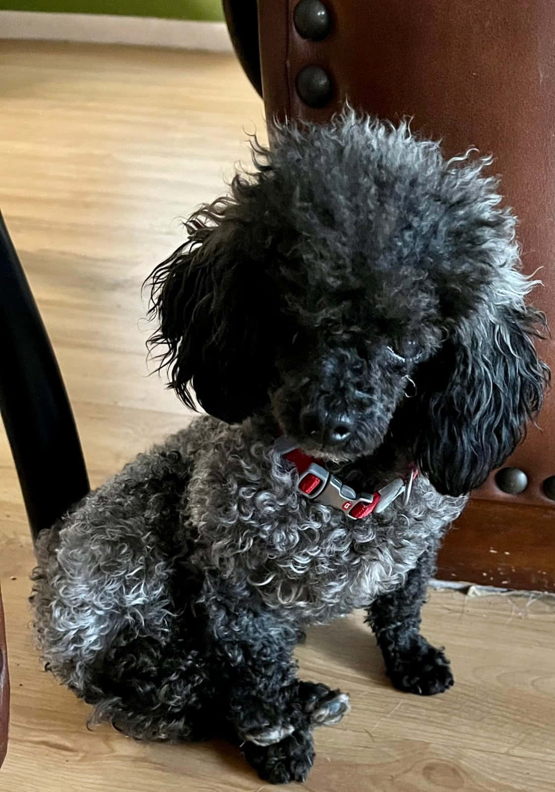 Poodle 桌布 壁紙 — 一隻毛茸茸的黑灰色貴賓犬專注地坐在木地板上，旁邊是一張棕色皮椅。