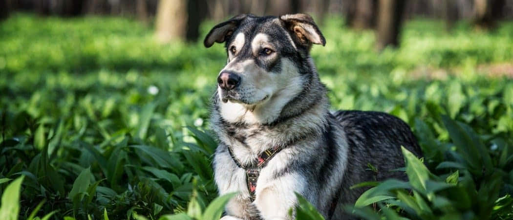 wolfdog 桌布 壁紙 — 一隻毛茸茸的黑白狗在森林空地上，斑駁的陽光下，在充滿活力的綠色草地上安靜地休息。