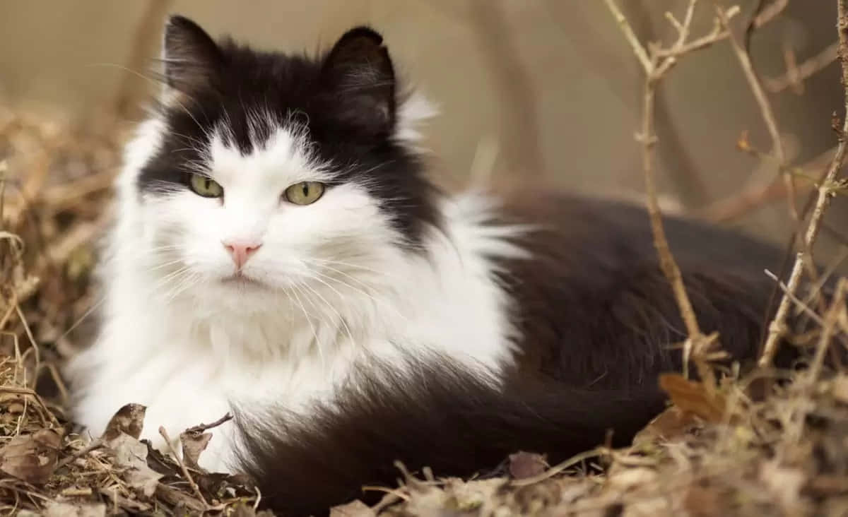Norwegian Forest Cat 桌布 壁紙 — 一隻毛茸茸的黑白貓咪，擁有引人注目的綠色眼睛，在乾燥的秋葉和樹枝間平靜地休息。