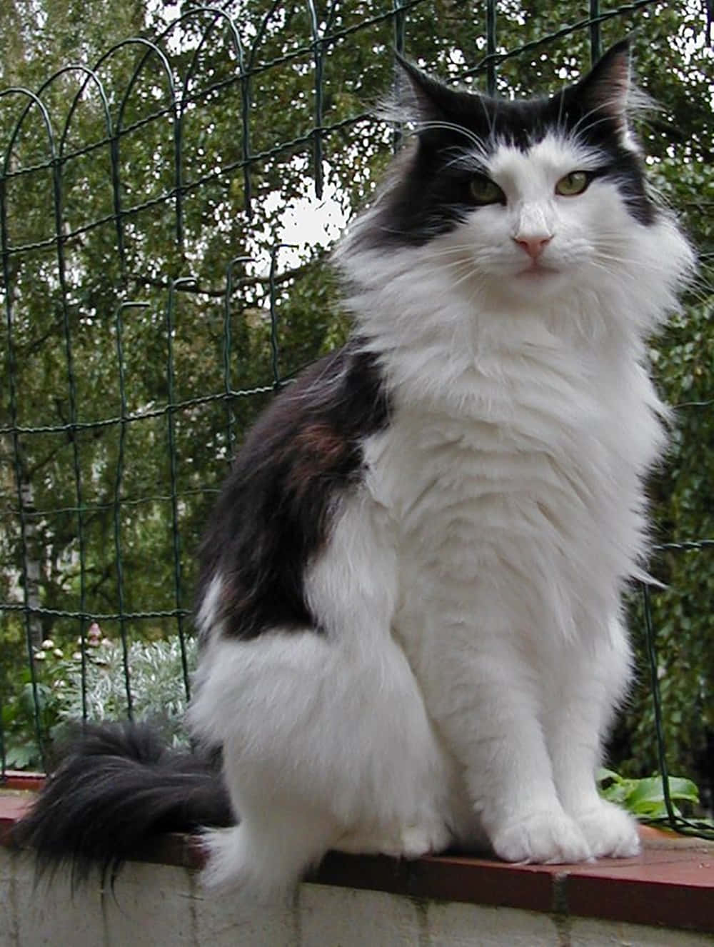 Norwegian Forest Cat 桌布 壁紙 — 一隻毛茸茸的黑白貓咪，有著綠色眼睛，威風凜凜地坐在紅色磚牆邊緣，後面是綠色鐵絲網圍欄。