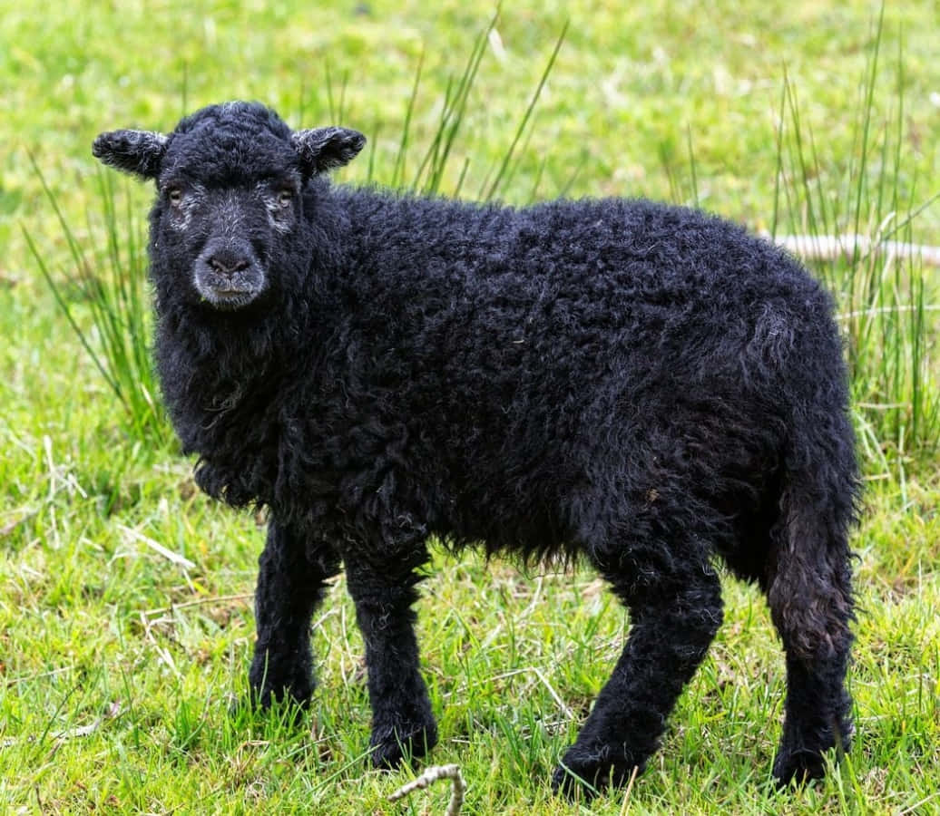 Black Sheep 桌布 壁紙 — 一隻毛茸茸的黑羊在明亮的日光下，警覺地站在充滿活力的綠草中。