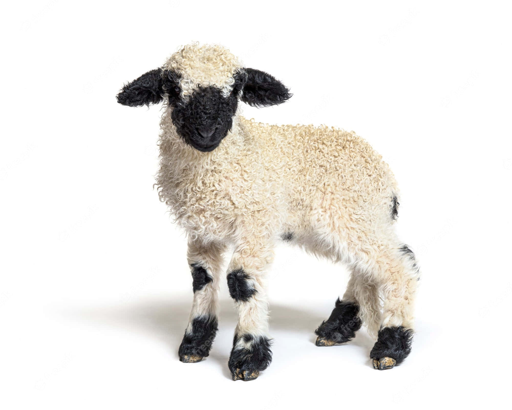 Lamb 桌布 壁紙 — 一隻毛茸茸的黑臉羊羔，捲曲的奶油色羊毛，在純白背景下警覺地站立。