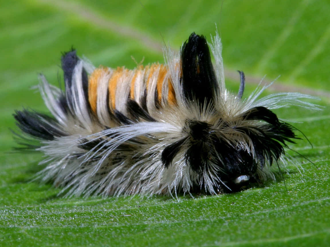 Caterpillar Transformation 桌布 壁紙 — 一隻毛茸茸的黑色、白色和橙色毛蟲，停在一片帶有清晰細脈的鮮綠色葉子上。
