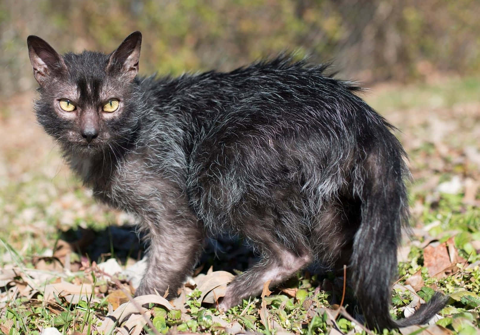 Lykoi 桌布 壁紙 — 一隻毛茸茸的黑貓，有著引人注目的黃色眼睛，在陽光明媚的戶外環境中，警覺地站在落葉和綠草之間。