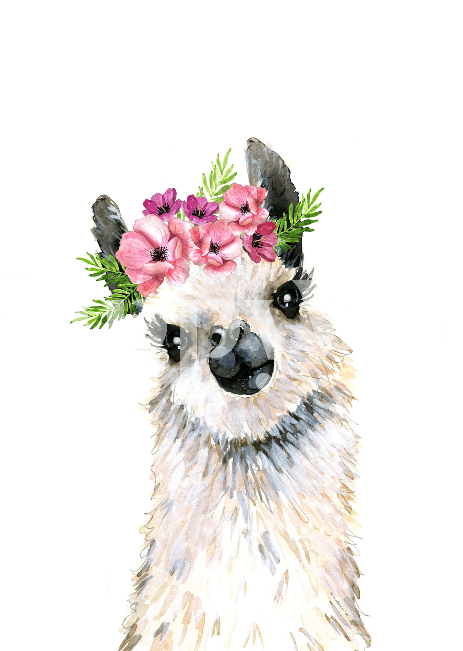 Floral Crown 桌布 壁紙 — 一隻水彩羊駝，戴著粉紅色和紫色的花冠，背景為白色。
