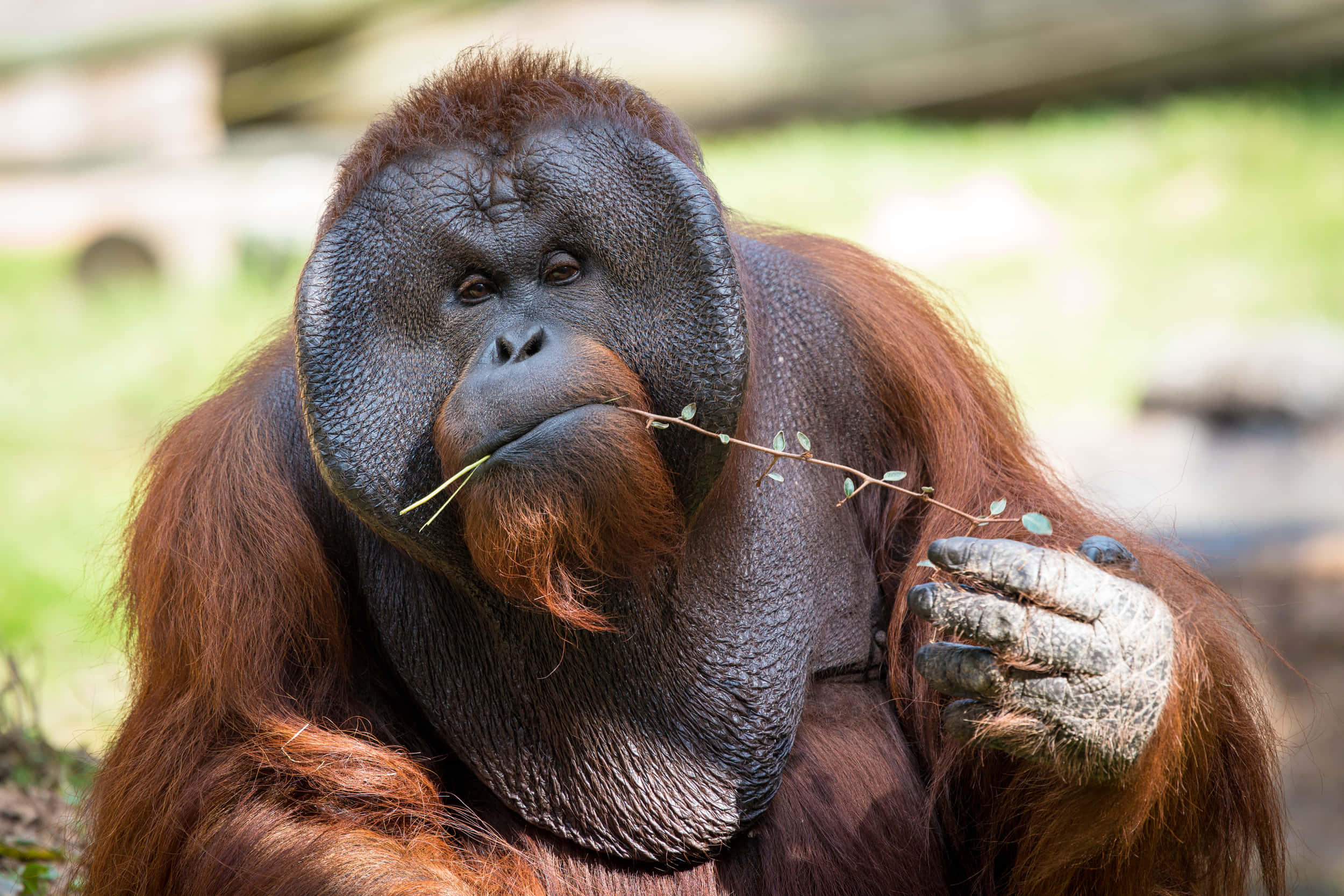 Orangutan 桌布 壁紙 — 一隻沉思中的猩猩喺陽光普照嘅自然環境中，拎住一條有葉嘅樹枝靠近嘴邊嘅特寫。