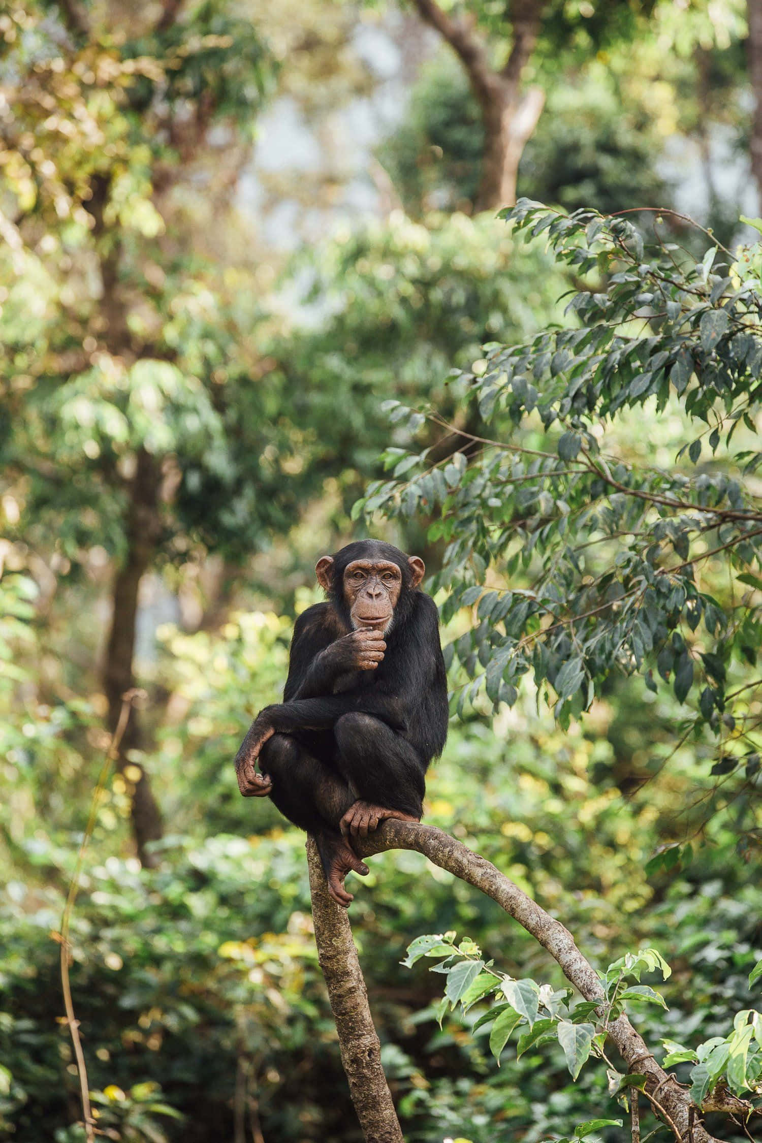 Wildlife Conservation 桌布 壁紙 — 一隻沉思的黑猩猩坐在茂密綠色森林的樹枝上，手托著下巴若有所思。