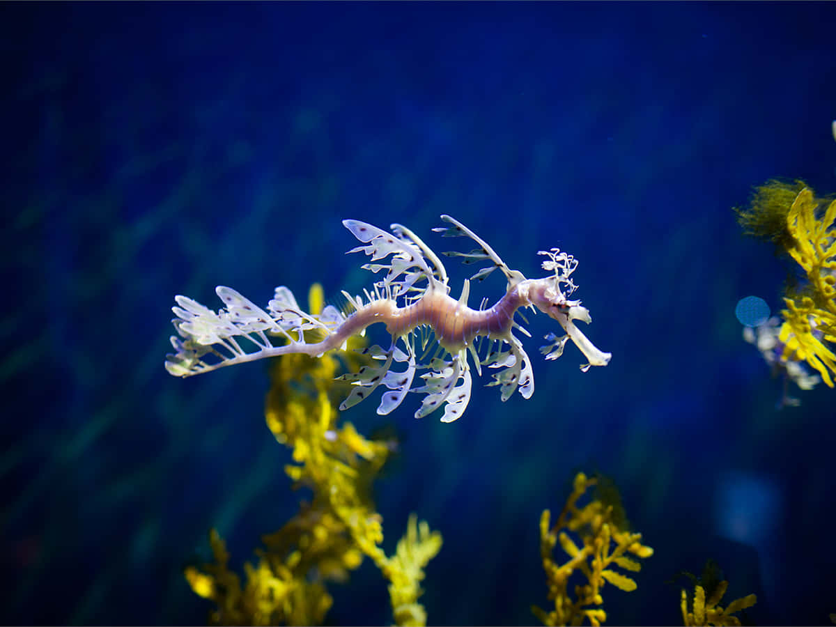 葉海龍在深藍色海水中靠近黃色海藻游泳。