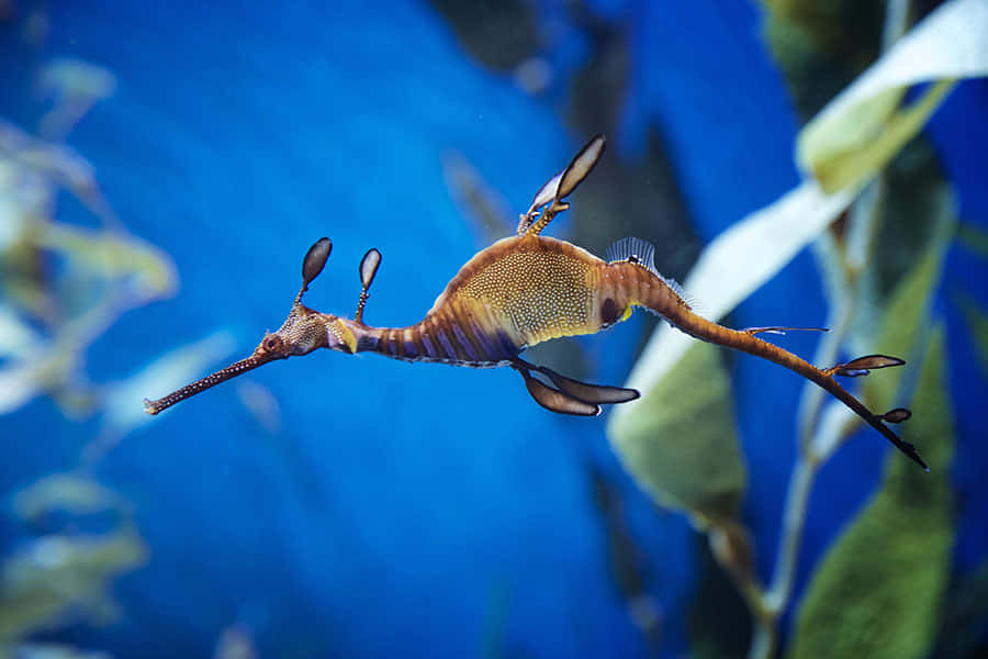 一隻葉海龍在藍色海水中與綠色海草一起游泳。