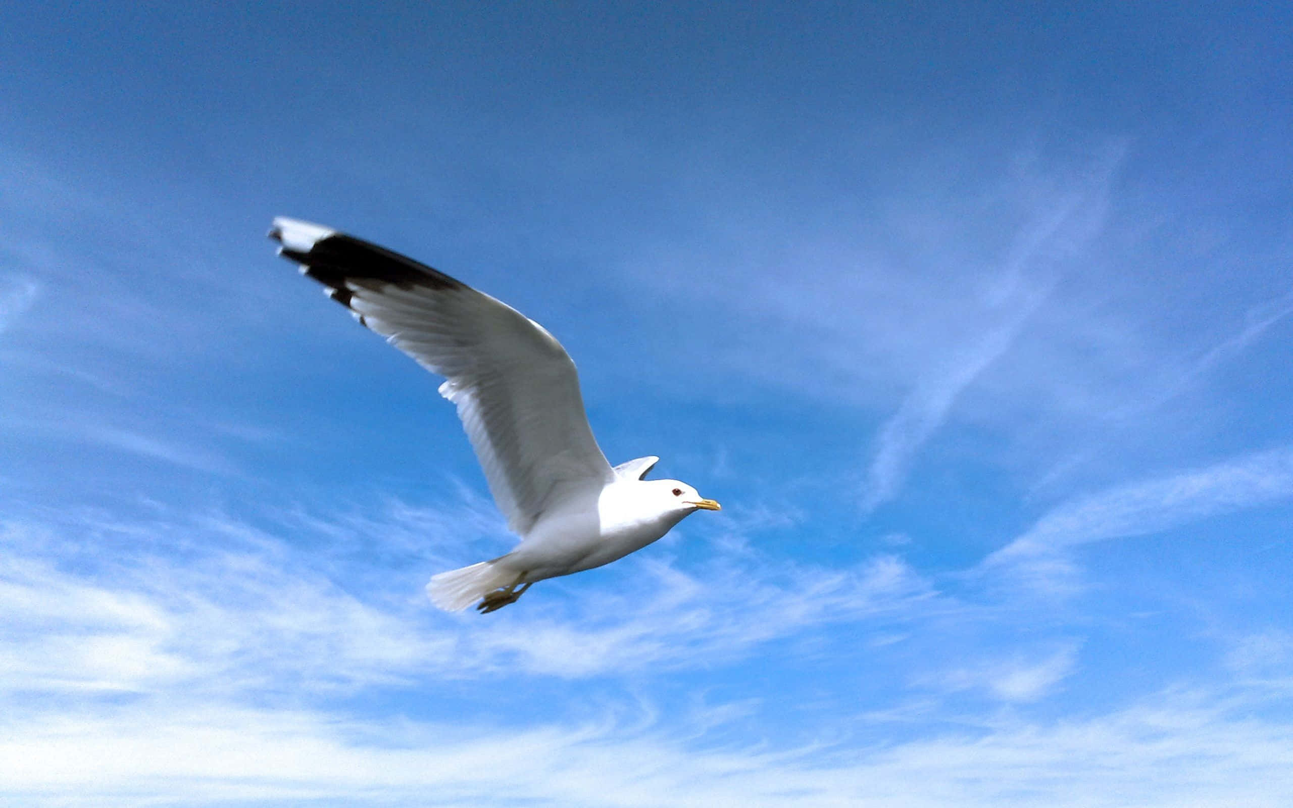 Seagull 桌布 壁紙 — 一隻海鷗在佈滿縷縷白雲的湛藍天空中優雅地翱翔。