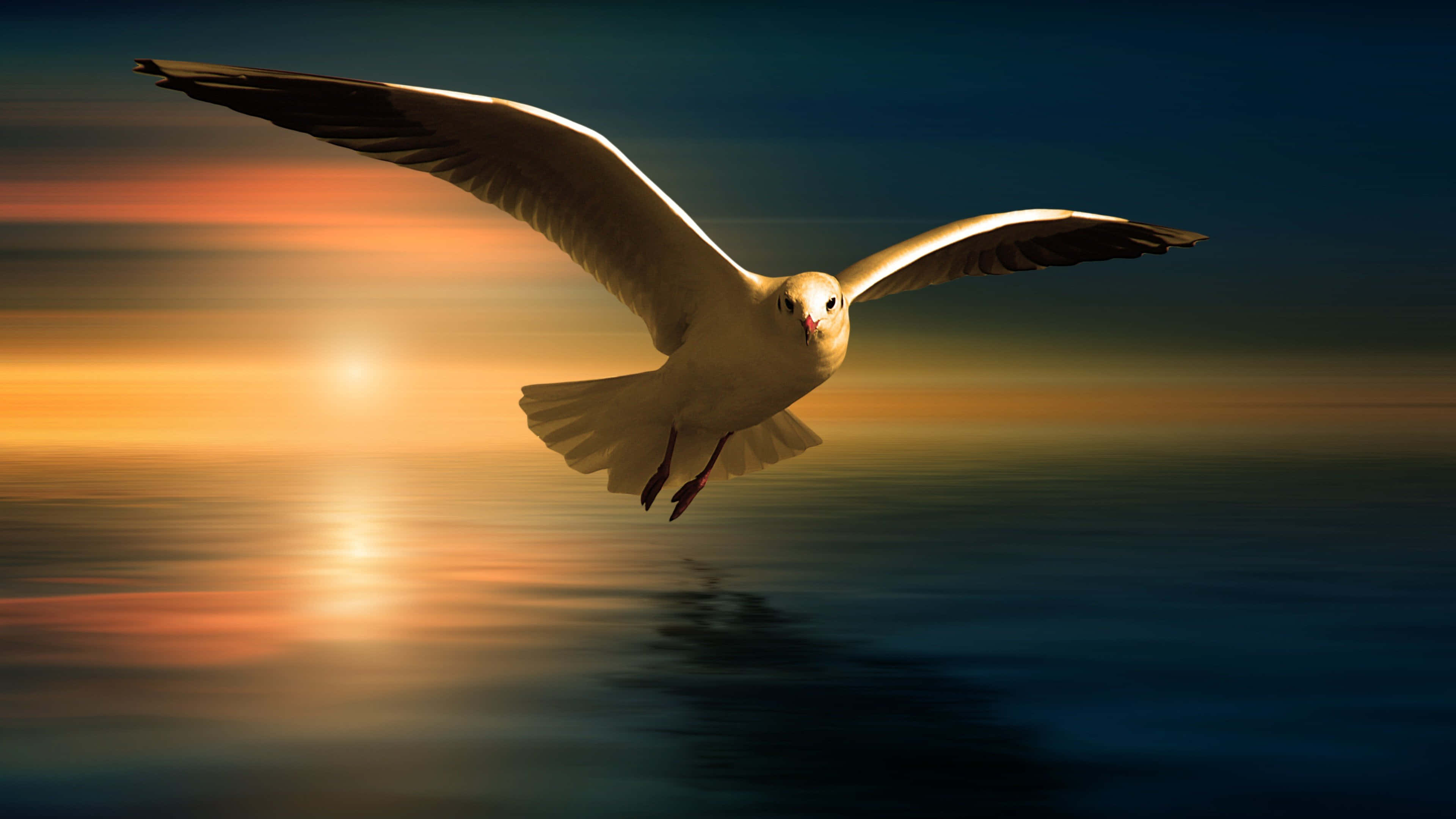 Seagull 桌布 壁紙 — 一隻海鷗在日落時分優雅地翱翔於平靜的海面上，金色的光芒映照在水面。