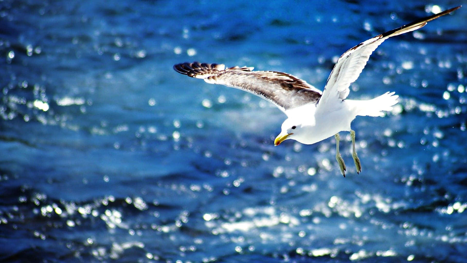 Seagull 桌布 壁紙 — 一隻海鷗在明亮的陽光下優雅地翱翔於閃爍的藍色海浪之上。