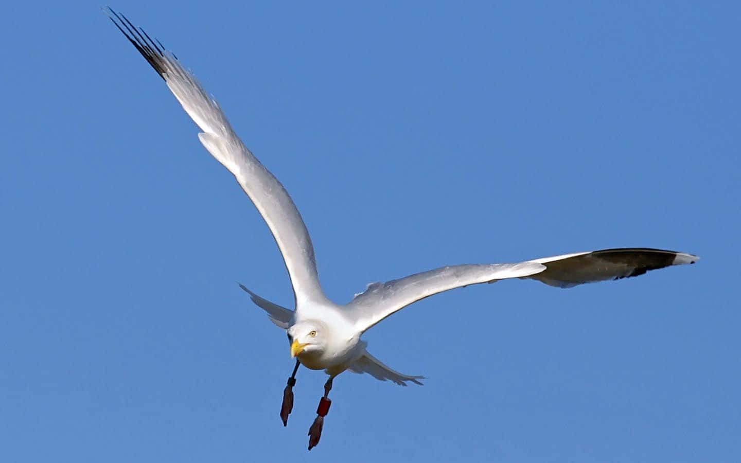 Seagull 桌布 壁紙 — 一隻海鷗在清澈的藍天下優雅地翱翔，翅膀張開，紅色的腳環清晰可見。