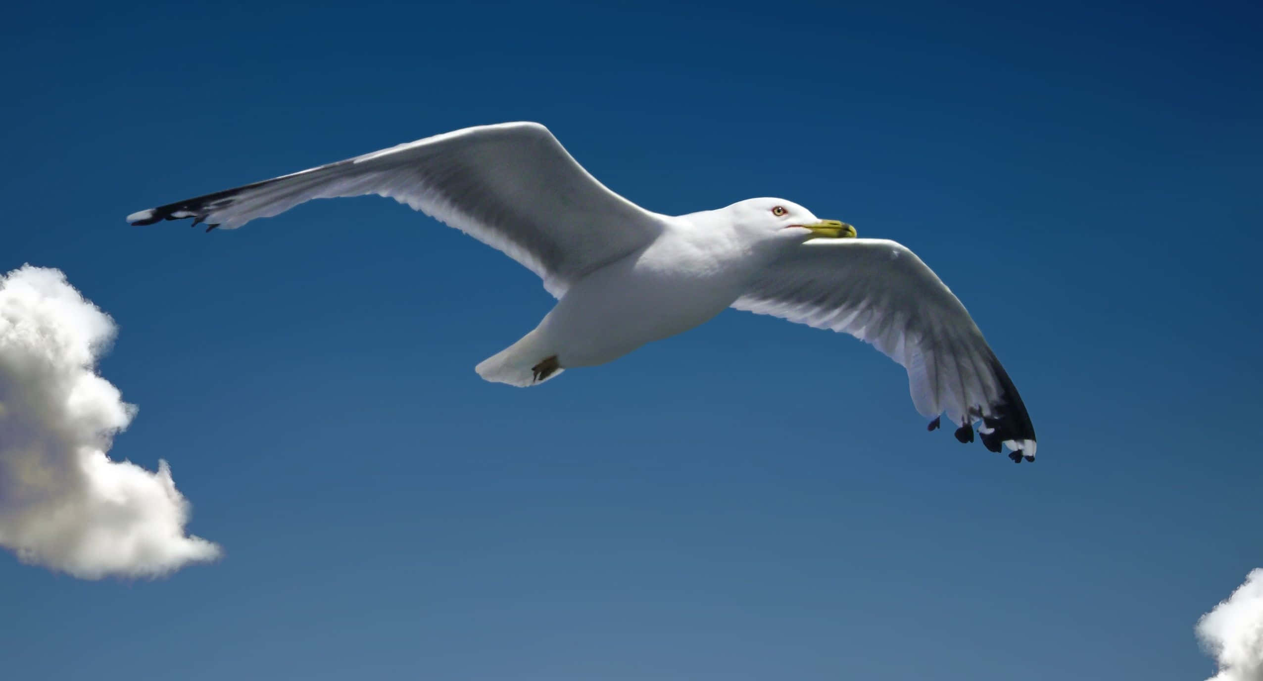 Seagull 桌布 壁紙 — 一隻海鷗在清澈的藍天中優雅地翱翔，下方飄浮著蓬鬆的白雲。