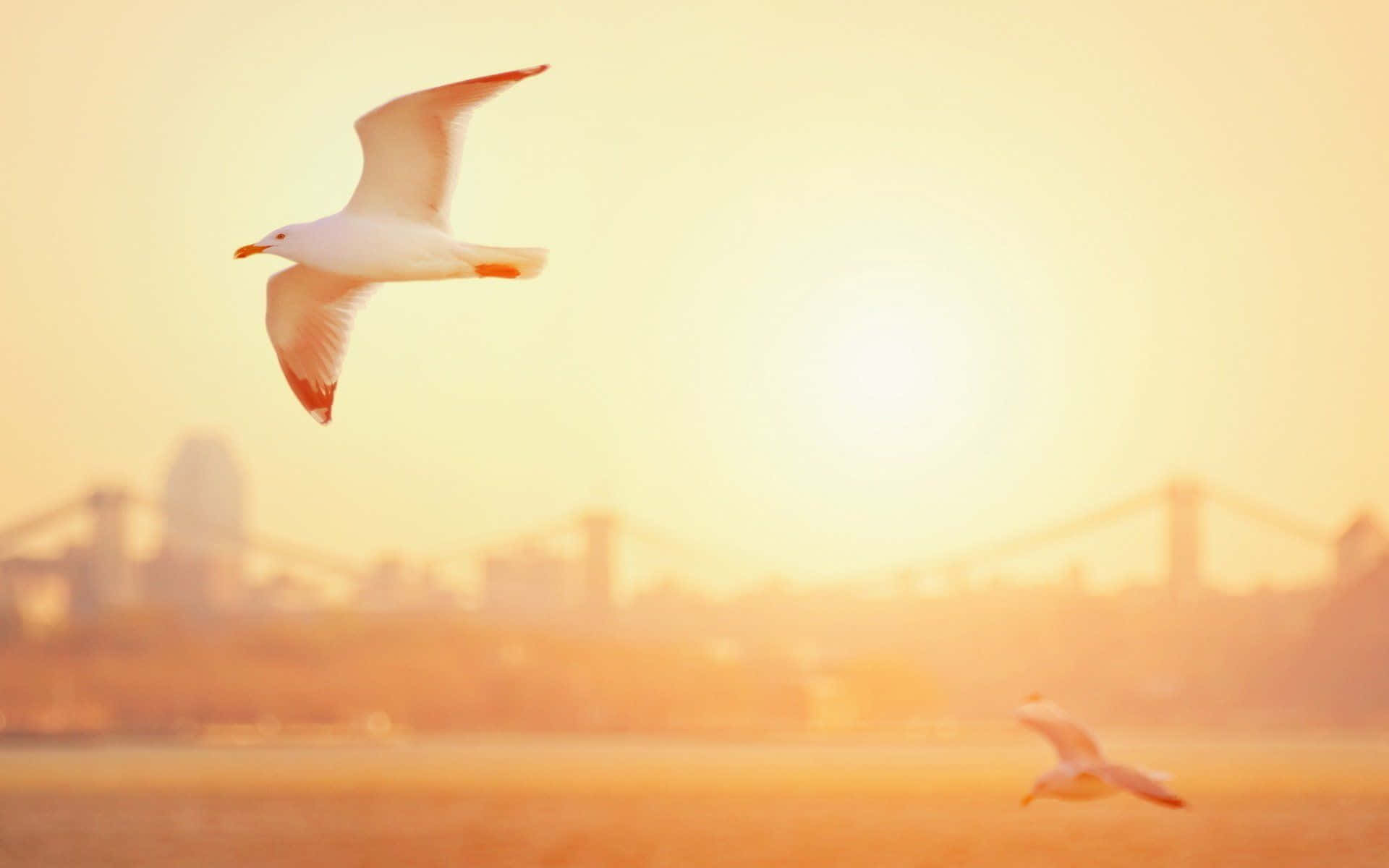 Seagull 桌布 壁紙 — 一隻海鷗在金色日落天空下優雅地翱翔，遠方有模糊的城市天際線和橋樑。