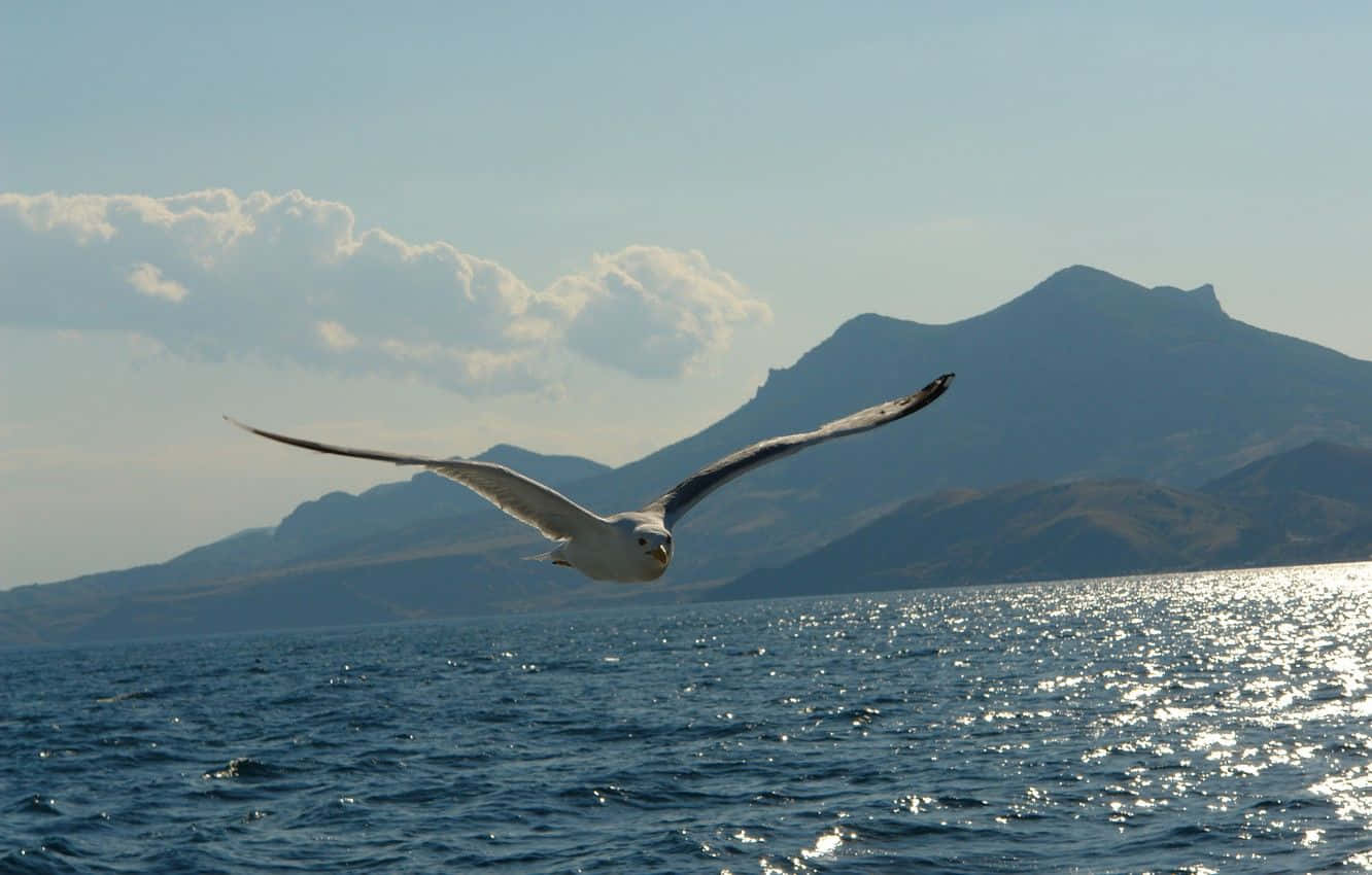 Seagull 桌布 壁紙 — 一隻海鷗在陽光照射的海浪上優雅地翱翔，背景是遠山和蓬鬆的雲朵。