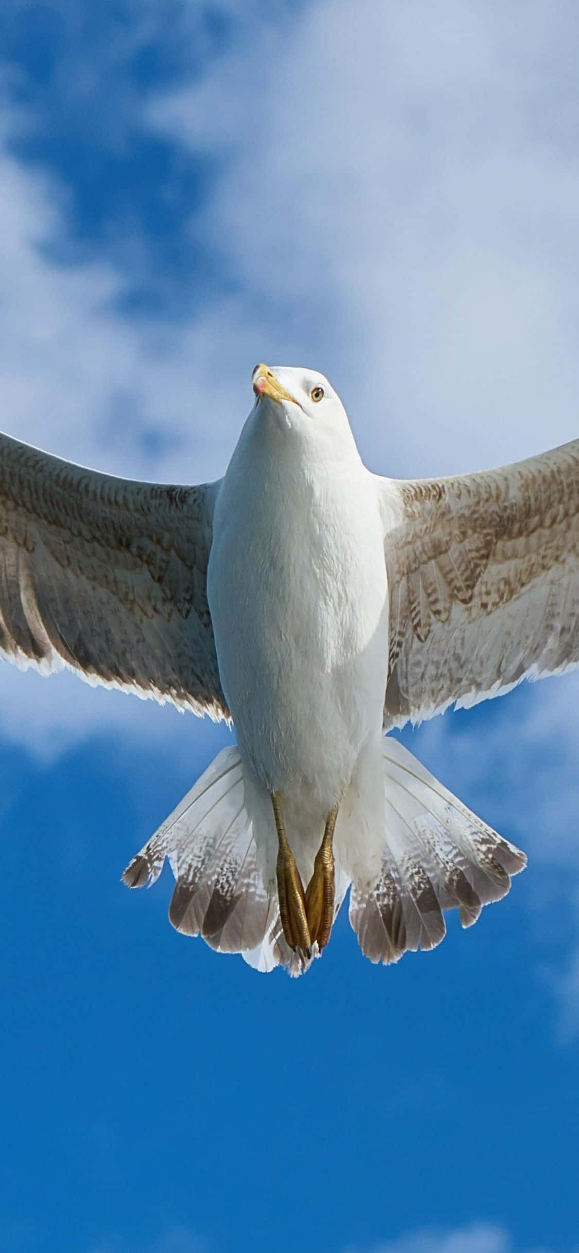 Seagull 桌布 壁紙 — 一隻海鷗在點綴著柔和白雲的鮮豔藍天中展翅翱翔。