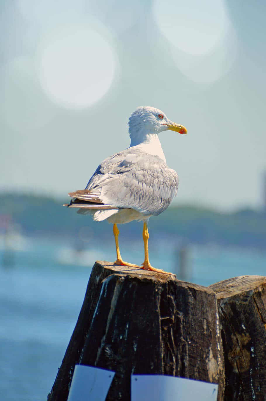Seagull 桌布 壁紙 — 一隻海鷗平靜地棲息在風化的木柱上，背景是明亮的藍色海水和天空。