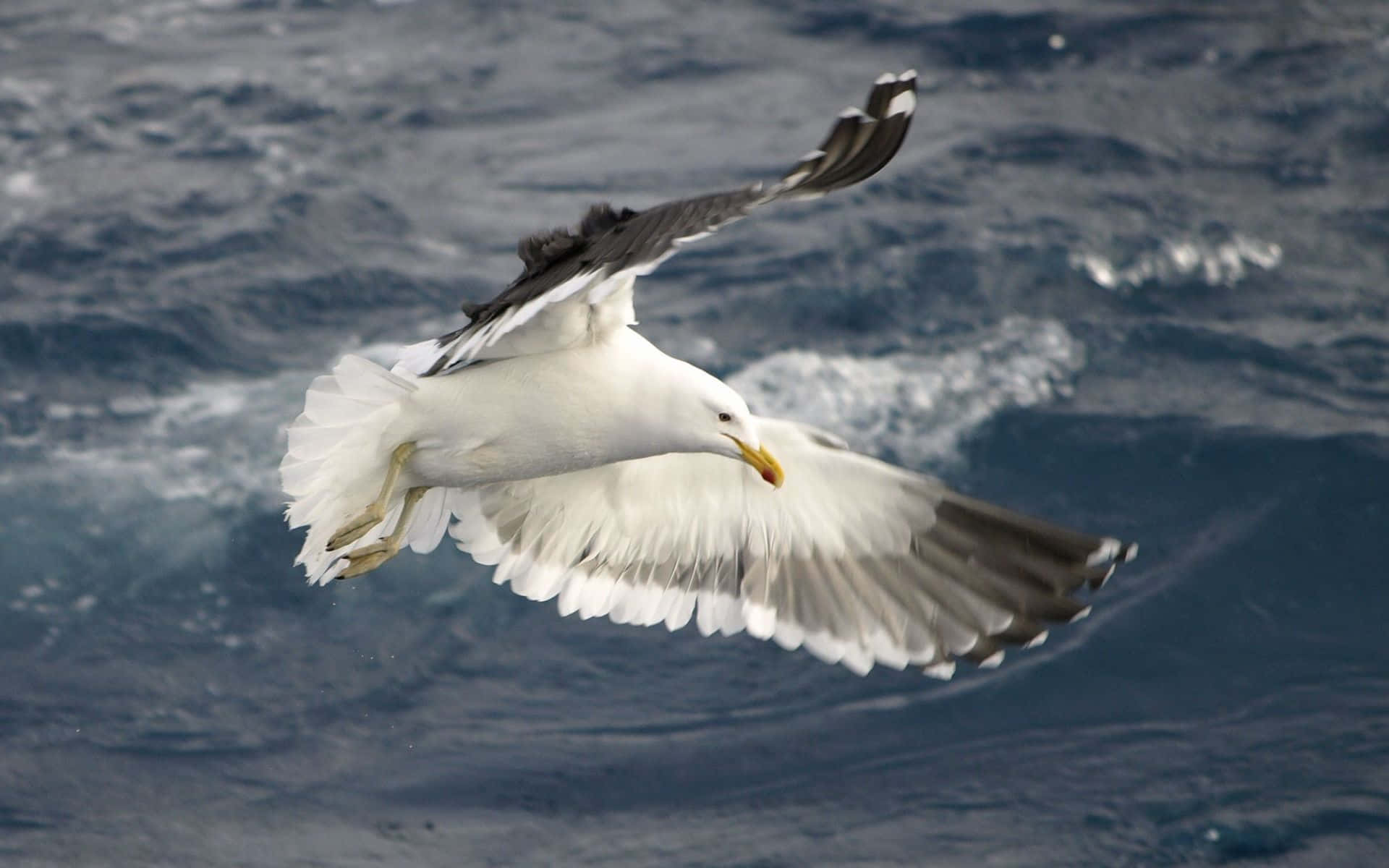 Seagull 桌布 壁紙 — 一隻海鷗張開翅膀，優雅地翱翔在波濤洶湧的藍色海浪之上。