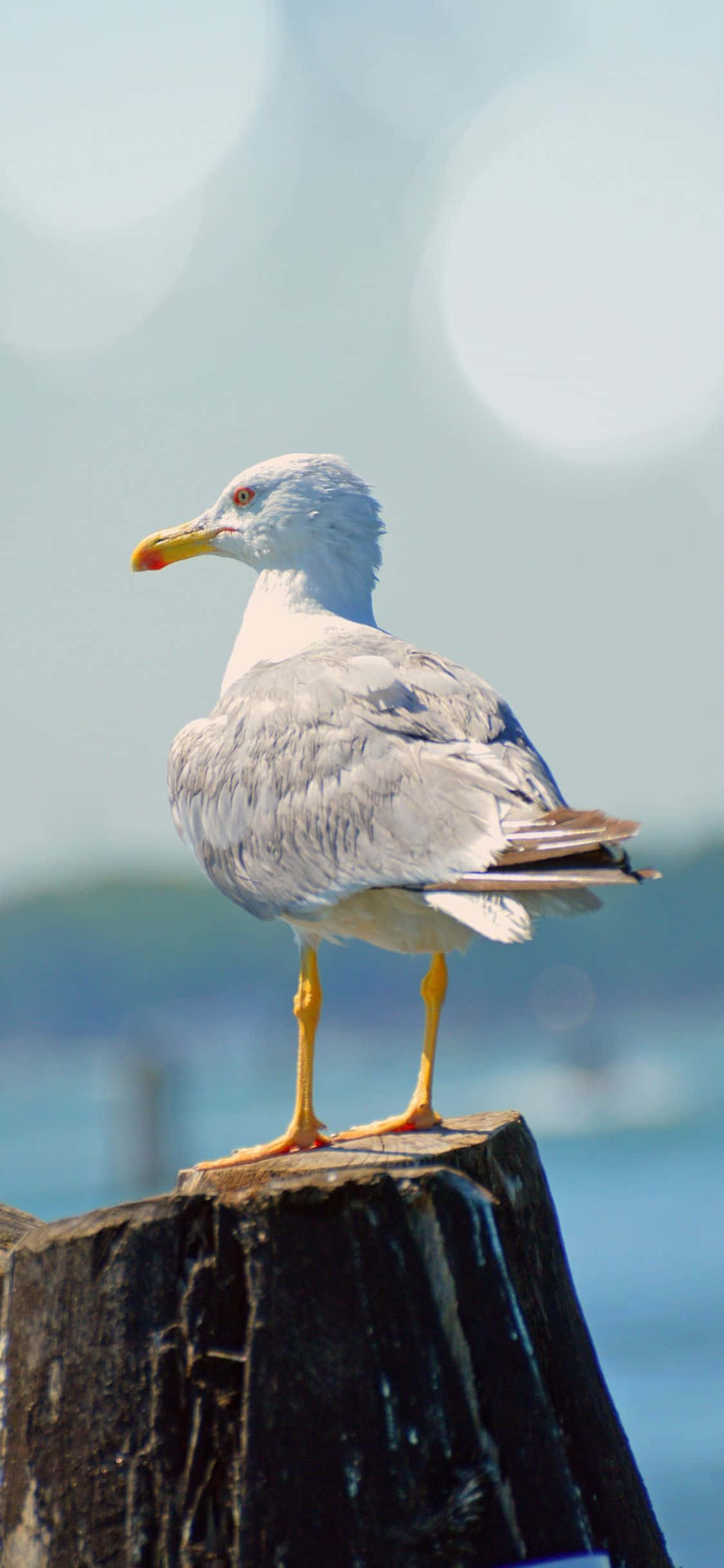 Seagull 桌布 壁紙 — 一隻海鷗警覺地棲息在一個風化的木柱上，背景是柔和模糊的海岸景色。