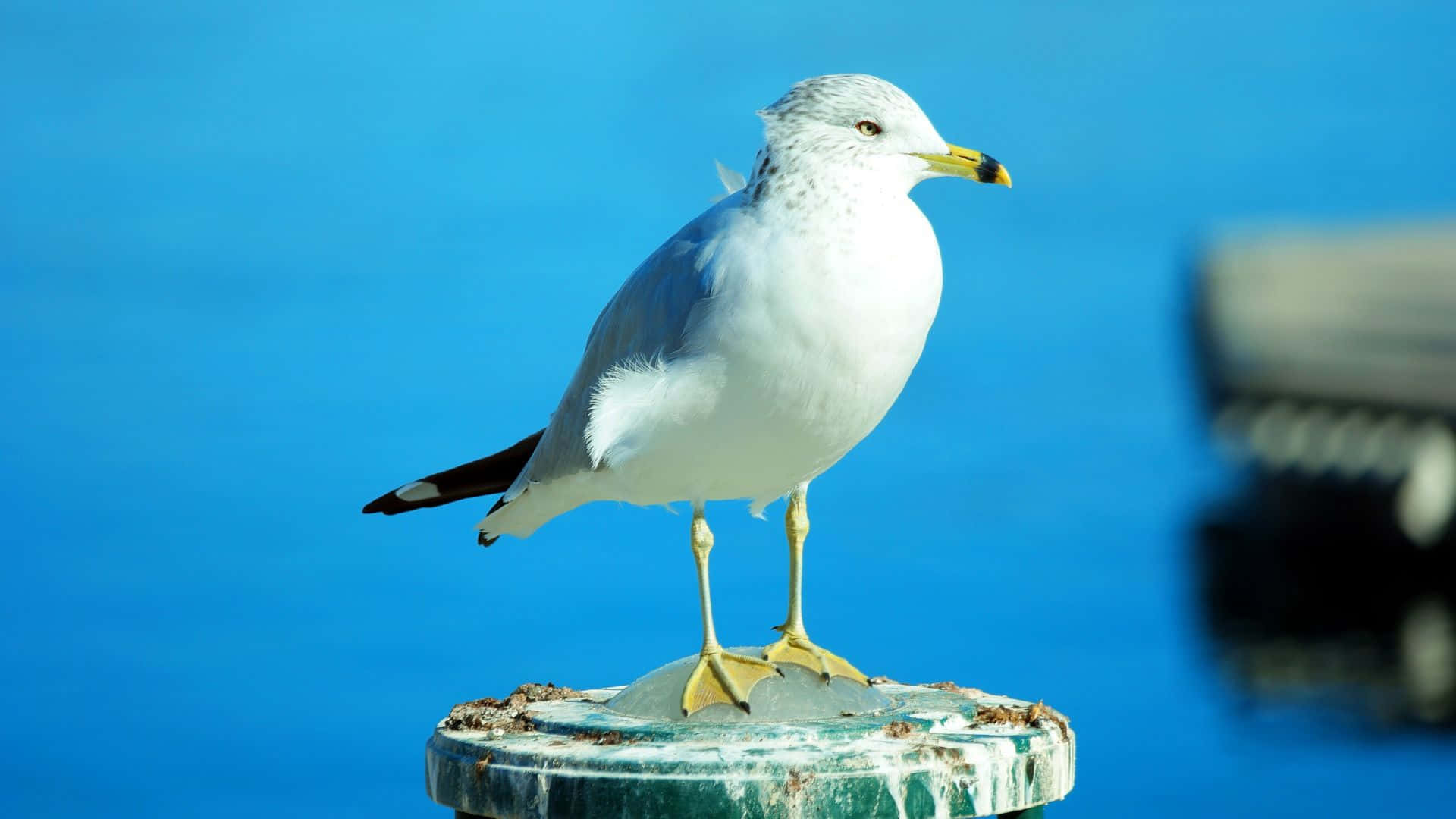 Beautiful Birds 桌布 壁紙 — 一隻海鷗警覺地站在一根風化的柱子上，背景是鮮豔的藍色水面。