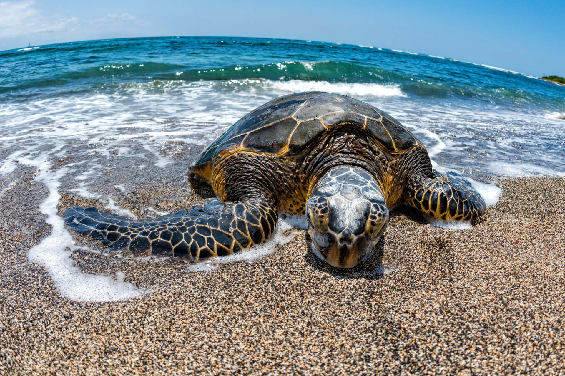 sea turtle 桌布 壁紙 — 一隻海龜在沙灘上休息的特寫，海浪輕輕沖刷著牠的龜殼，頭上是明亮的藍天。