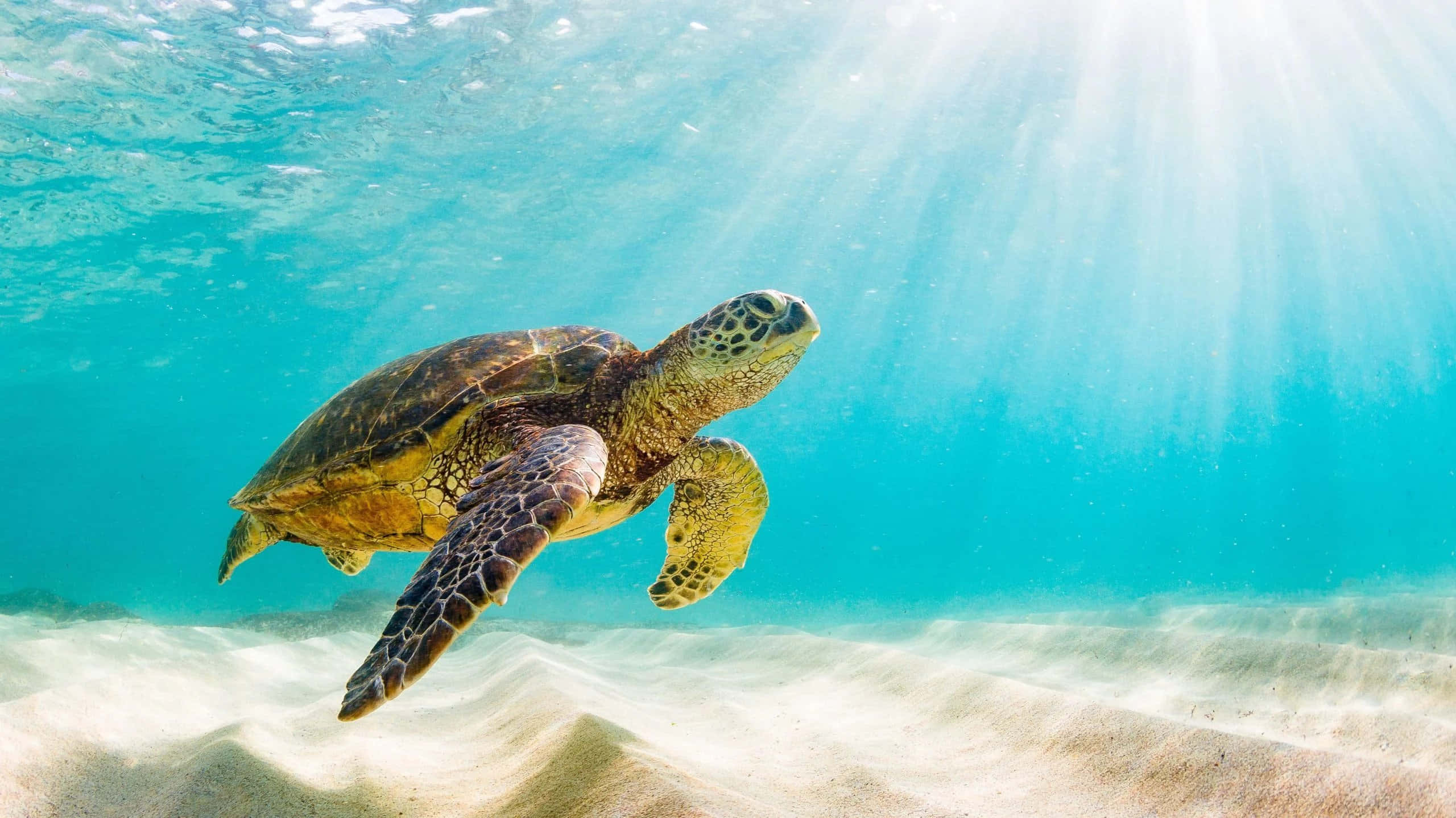 sea turtle 桌布 壁紙 — 一隻海龜在清澈的碧綠海水中優雅地滑行，上方是沙質海底，陽光從上方穿透而下。